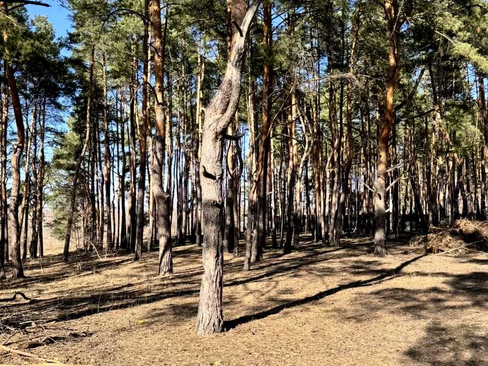 Ділянка. Буча, Левка Симиренка вул.