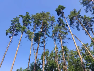 Продаж ділянки від хазяїна в Лісовій Бучі!