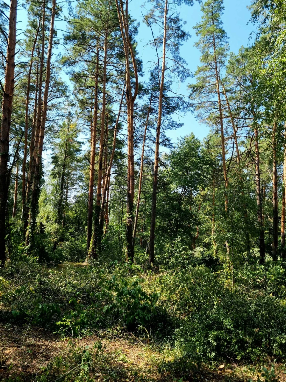 Блиставица 24 сотки