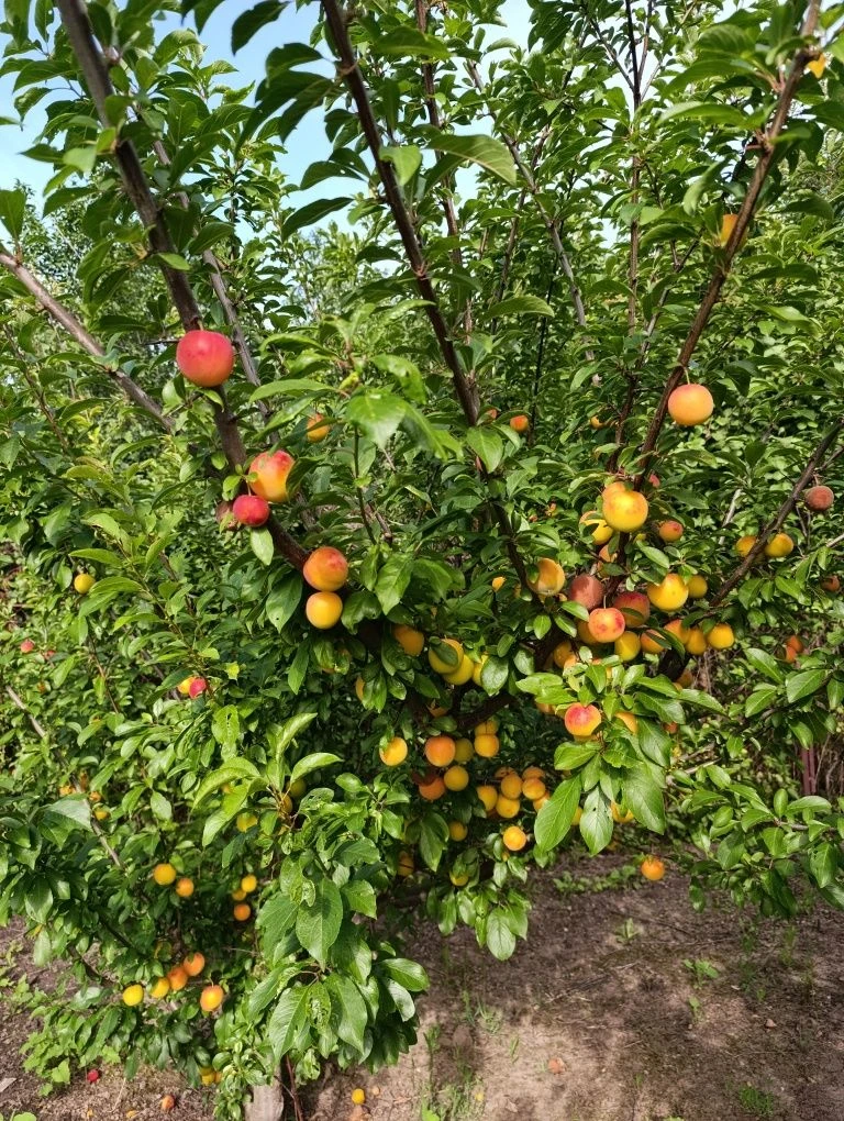 Земельна ділянка