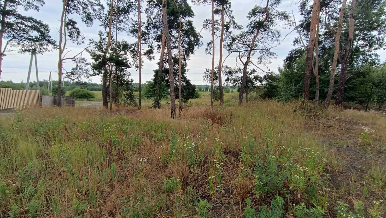 Ділянка серед сосен, 8 соток, нові будинки.