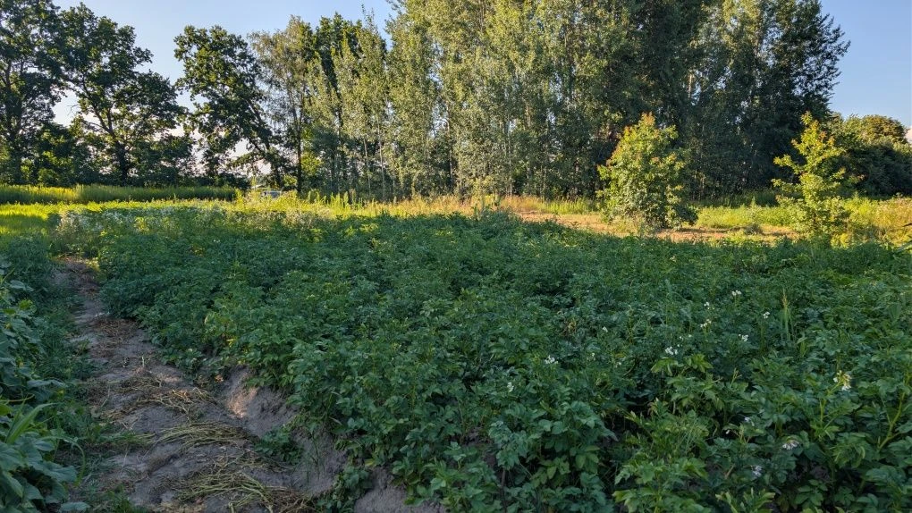 Земельна ділянка 14 соток