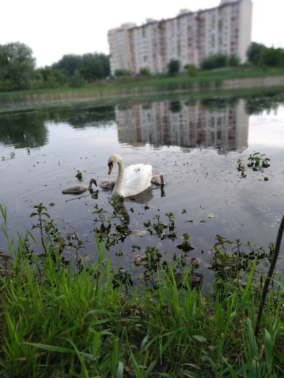 Земельна ділянка Дубляни Львівська область