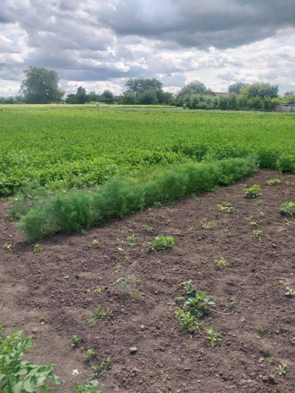 Продам земельну ділянку в місті Узин.