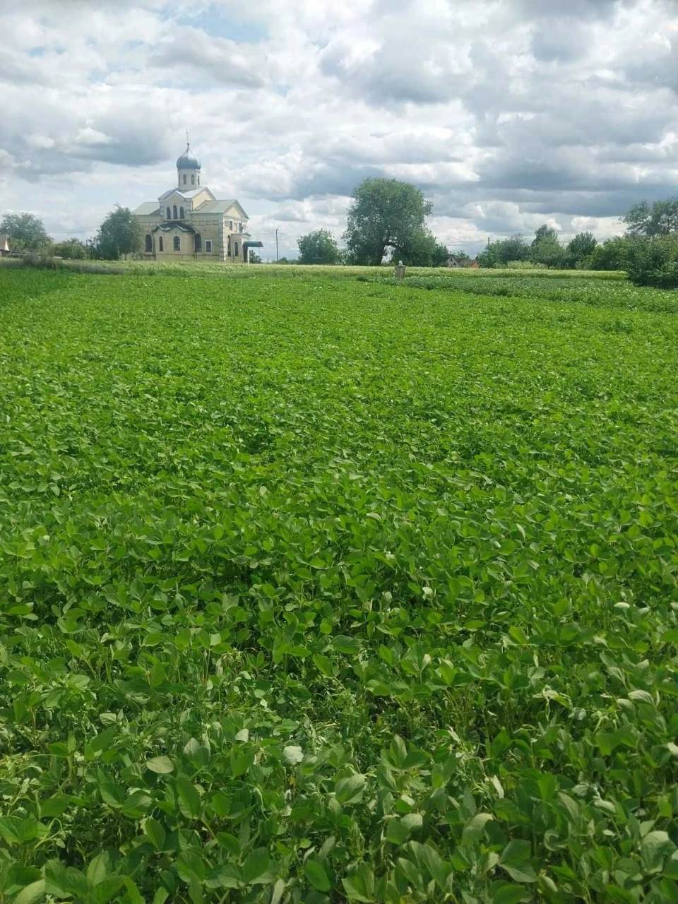 Продам земельну ділянку в місті Узин.