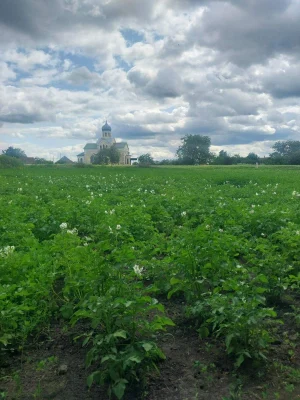 Продам земельну ділянку в місті Узин.