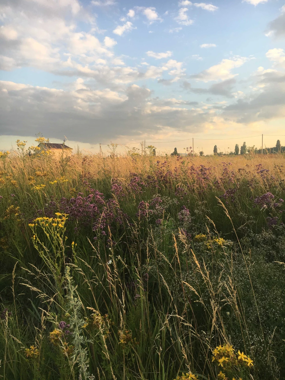 Ділянка 10 соток під забудову, Ржищів, ліс, електрика