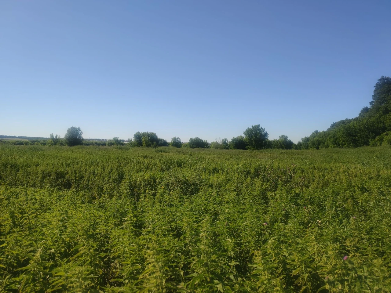 ПРОДАЮ 8 СОТОК с. Білогородка, Бучанський район, Київська об