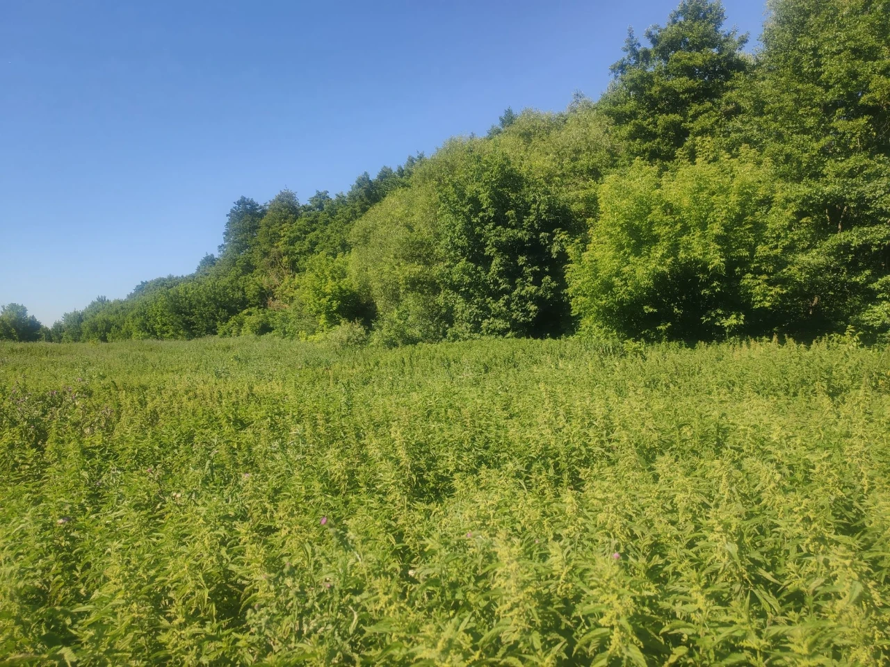 ПРОДАЮ 8 СОТОК с. Білогородка, Бучанський район, Київська об