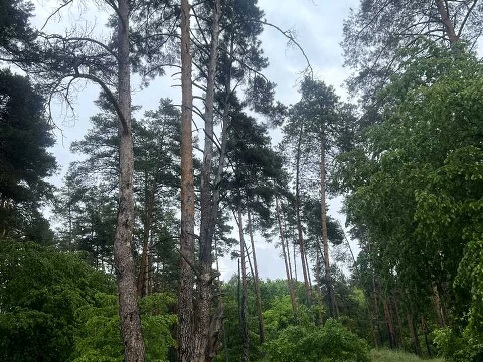 Ділянка. Українка