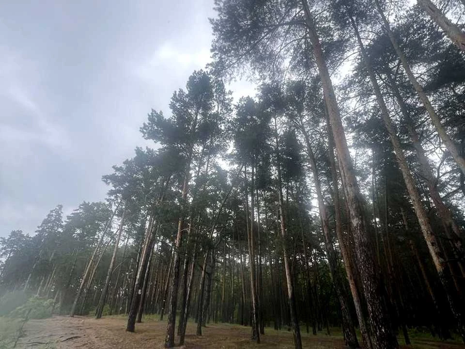 Ділянка. Українка