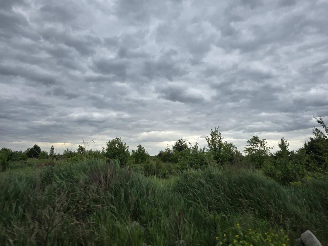 Земельна ділянка 1.5 га м. Боярка поруч Бобриця Білогородка