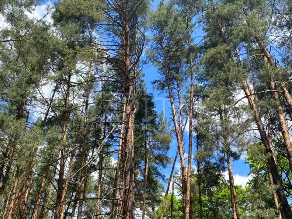 Ділянка. Українка