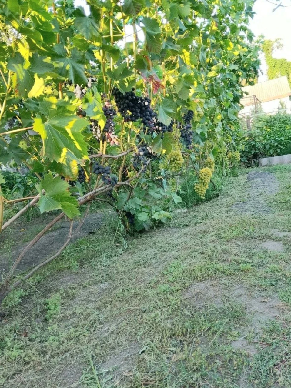 М.Холоднвя Гора, продам  дом, Бавария, ул.И.Коваля