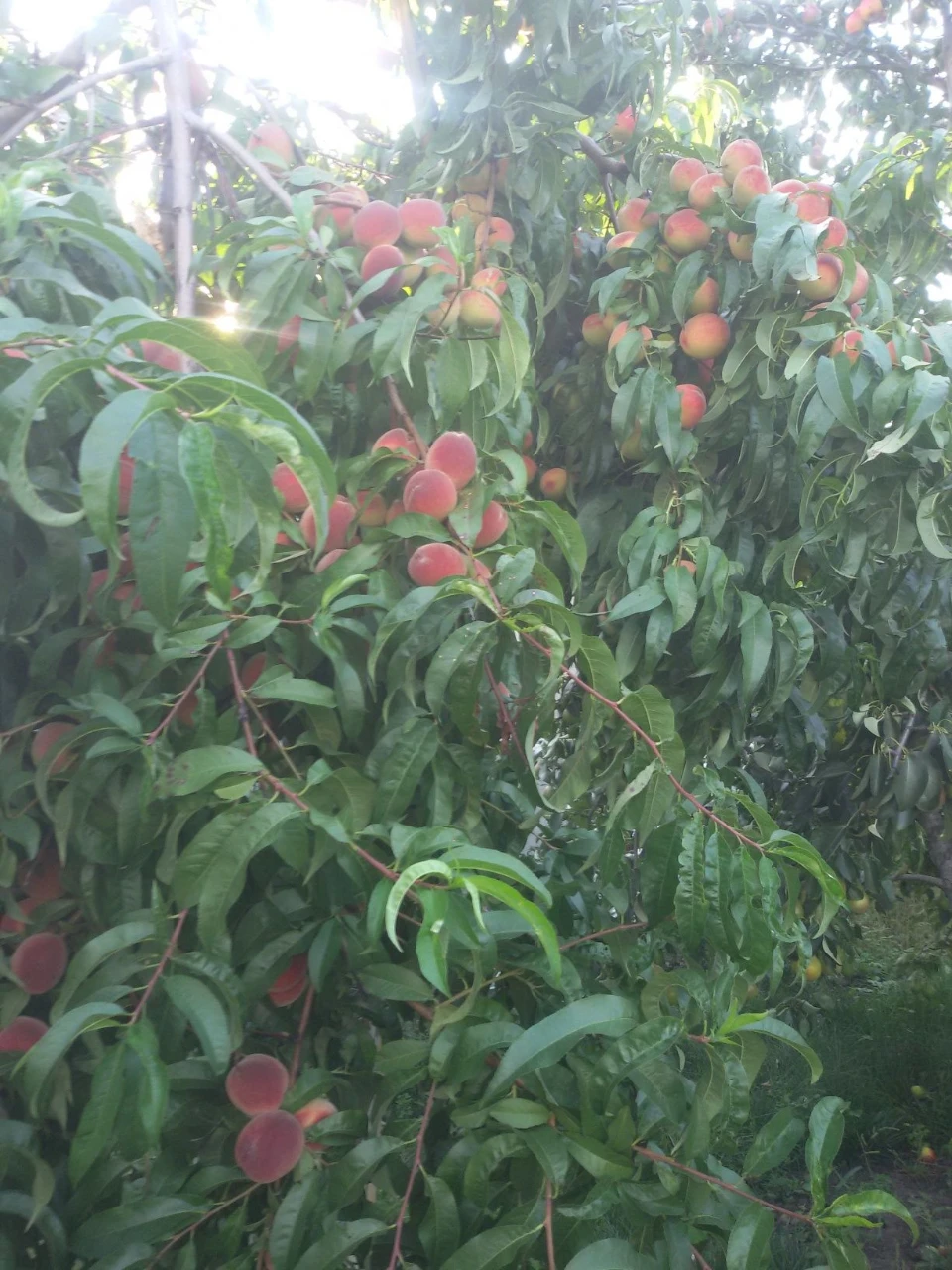Продам дом в поселке Герцена