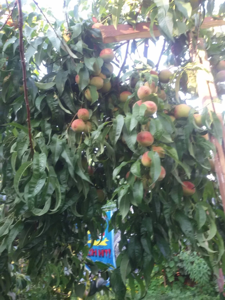 Продам дом в поселке Герцена