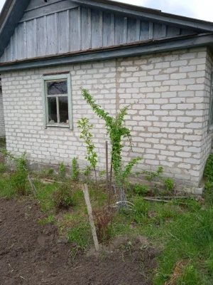 Сад 6 соток с постройками