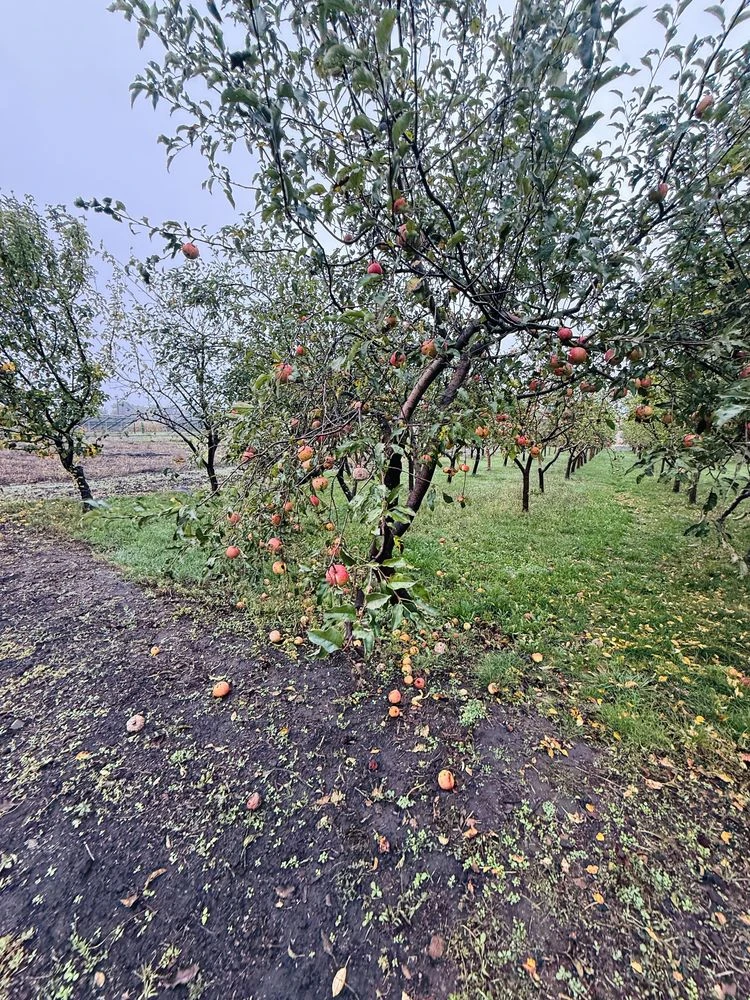 Продаж будинку в містечку з заповідником
