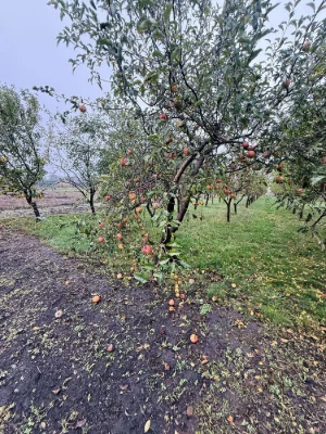 Продаж будинку в містечку з заповідником