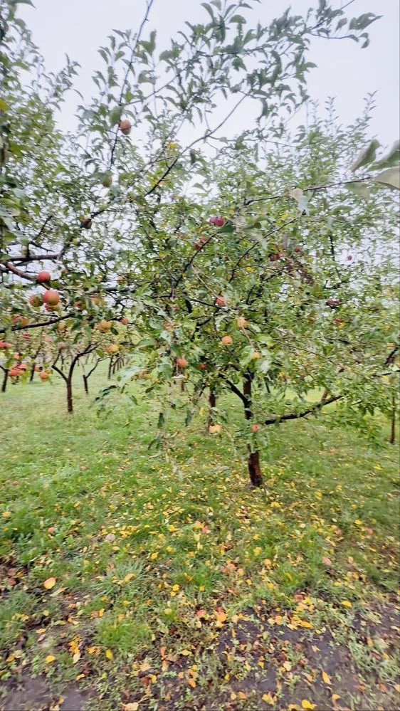 Продаж будинку в містечку з заповідником