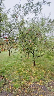 Продаж будинку в містечку з заповідником