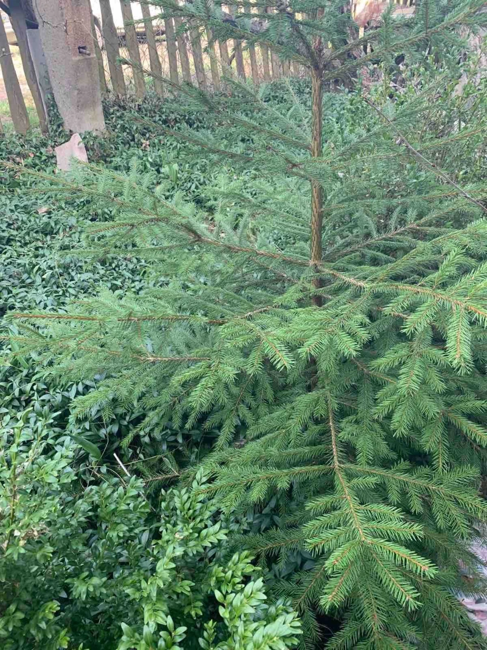 Продаю Дачу (р-он Бровар, садове товариство)