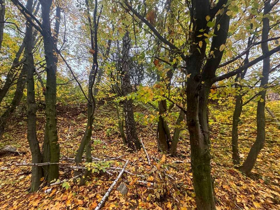 Ділянка. Тернопіль, Березовиця / Будного С.