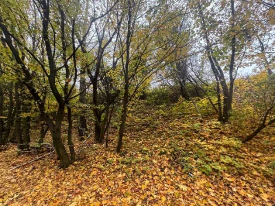Ділянка. Тернопіль, Березовиця / Будного С.