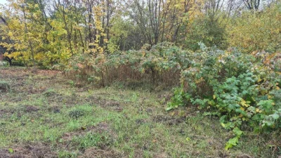 Sale of a level plot of 6 acres. Ruzhchna, near everything 47