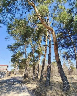 For Sale: Private Cottage in Proletarian Grove, near Lake Z