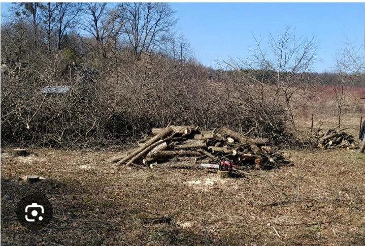 Landscaping Services: Tree Trimming