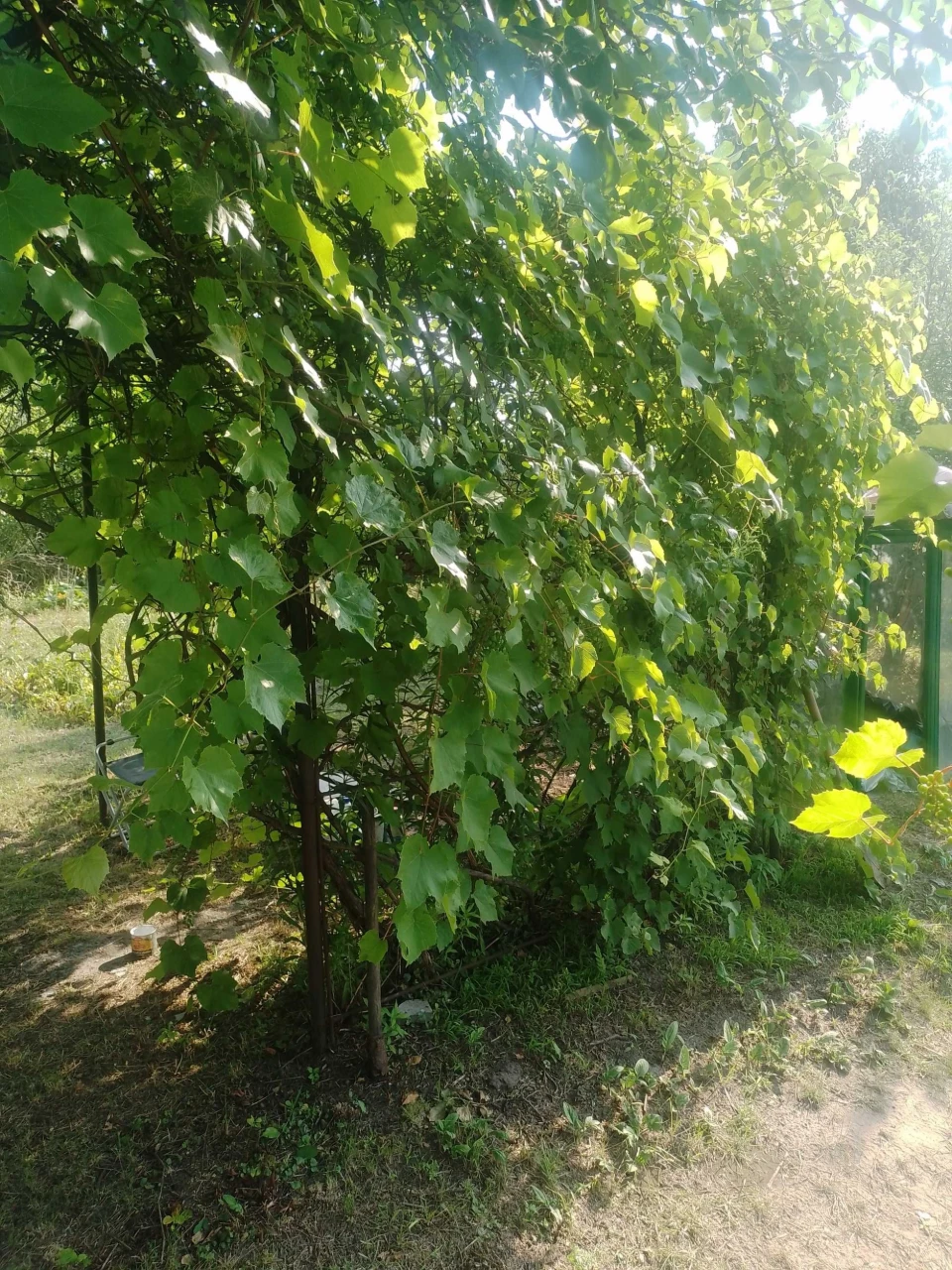 Продается дача в кооперативе Дормашевец