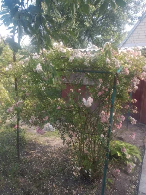 Продается дача в кооперативе Дормашевец