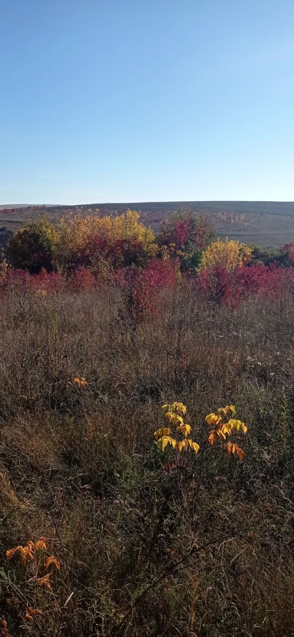 Land for sale for building, October, 7 acres!!