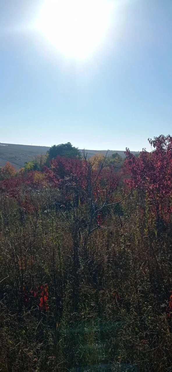 Land for sale for building, October, 7 acres!!