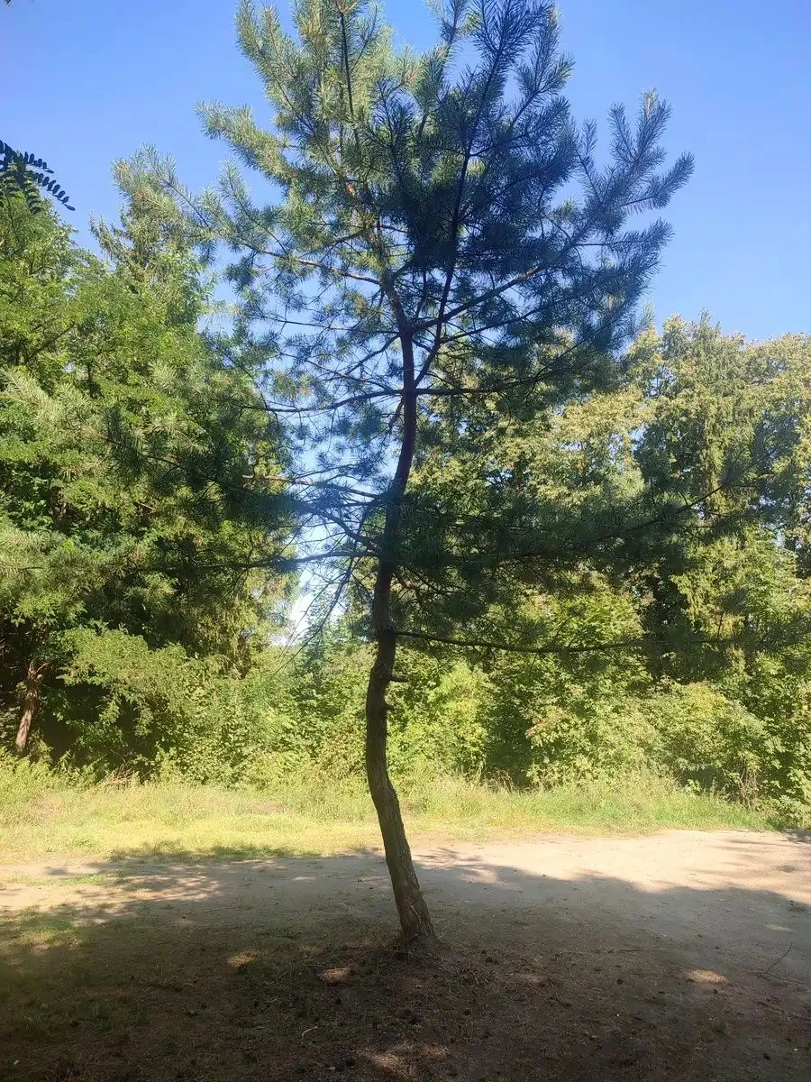 Exclusive sale of a 60.83 hectare land plot in the center of Morshyn