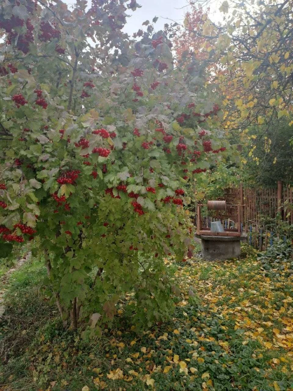 Sale of a one-story house with a plot of 4 acres on ST Skh