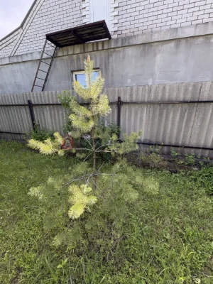 For Sale: House in Karnaukhovych