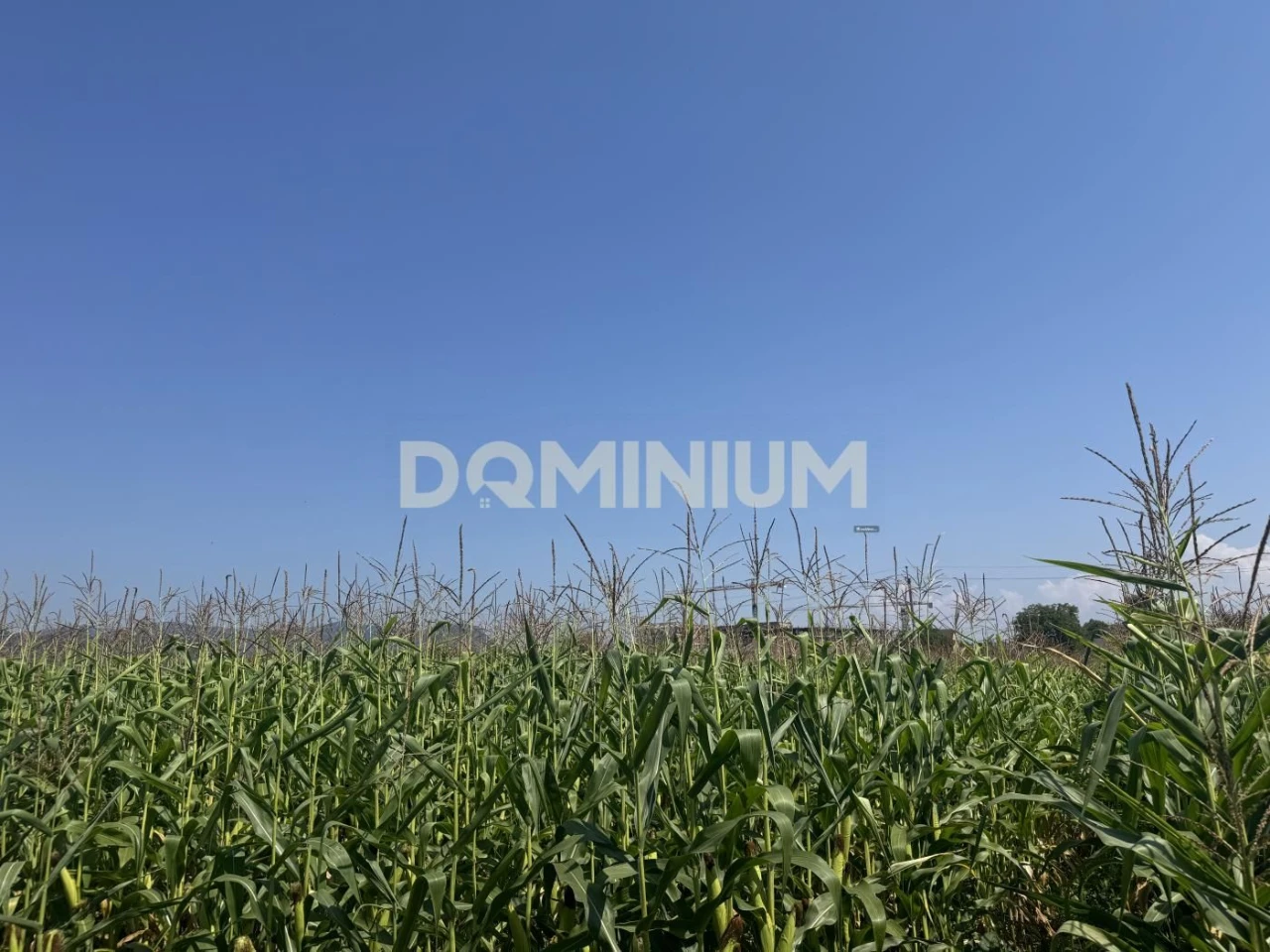 Продаж . Земля сільгосппризначення . Хуст