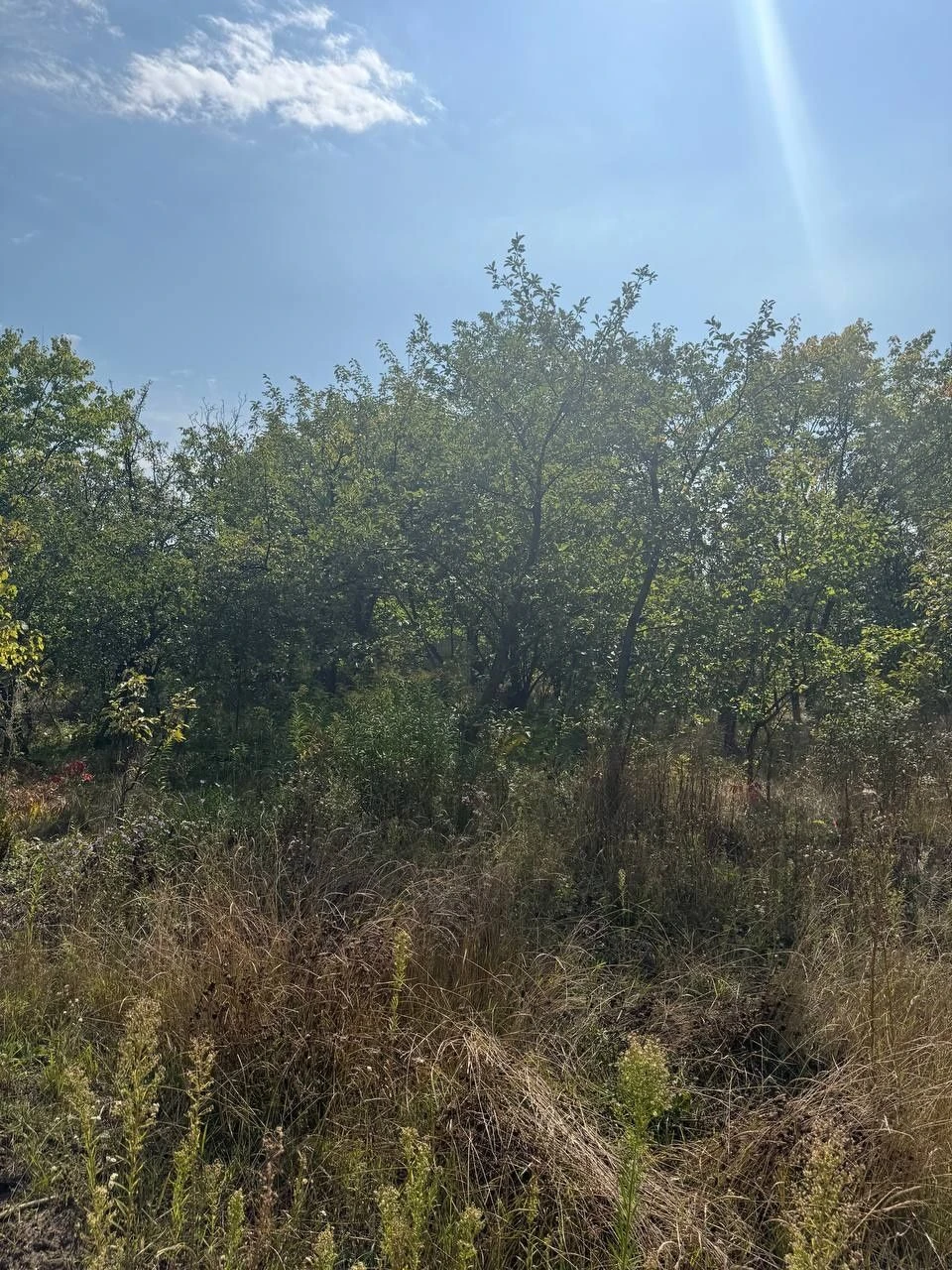 Plot of 12 acres in village of Bogdanovka to the river 1 km