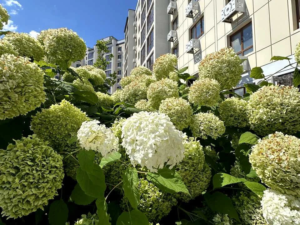 Квартира. Черкаси, Сумгаїтська вул., (Будинок)