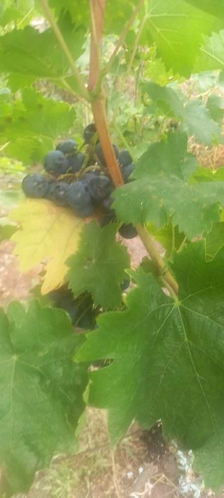 Продам дачу в місті. Обмін