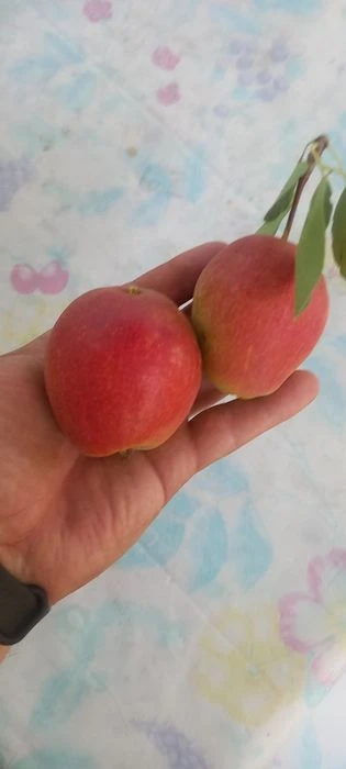 Продам дачу в місті. Обмін