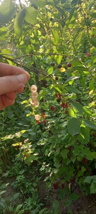 Продам дачу в місті. Обмін