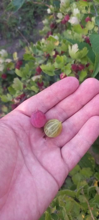 Продам дачу в місті. Обмін